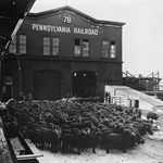 Live Sheep in Pennsylvania Railroad, Pier 78.